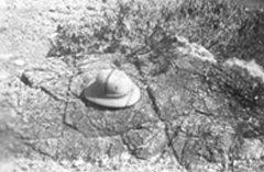 Topi