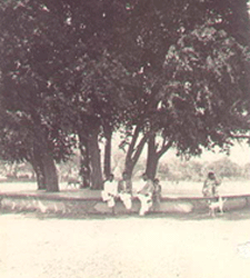 banyan tree