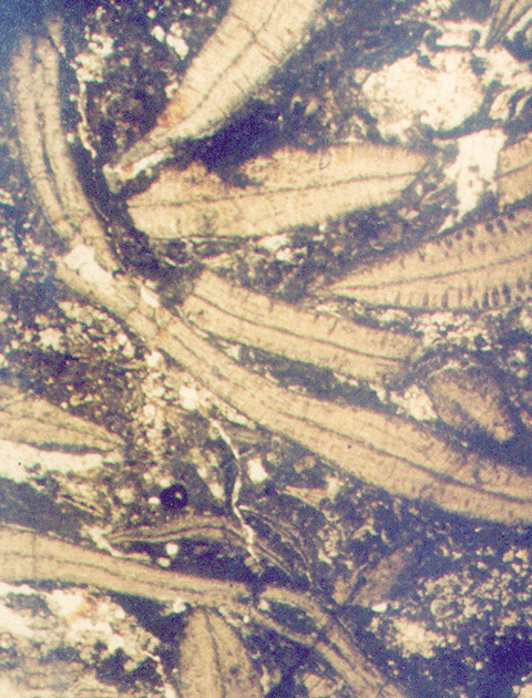 foraminifers