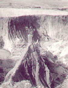 plant preventing erosion