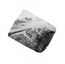 puranachaibasa