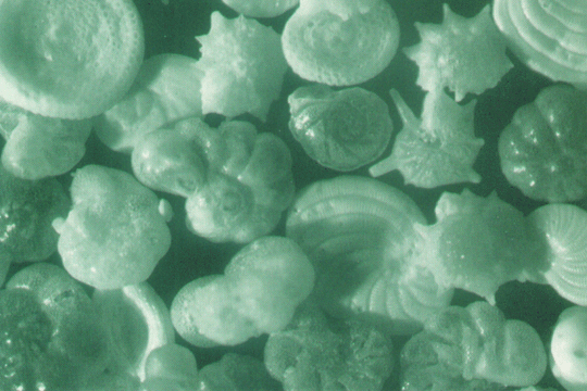 recent forams