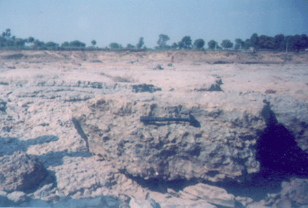 tons stromatolites
